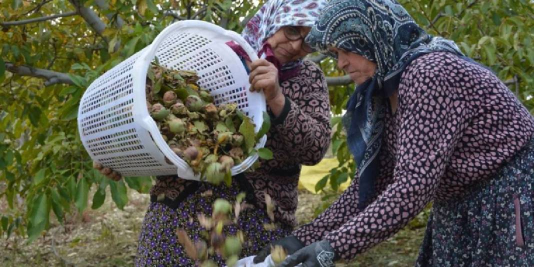 Don afetinin zararı %100’e ulaştı: 2400 tonluk üretim 24 tona kadar geriledi! 3